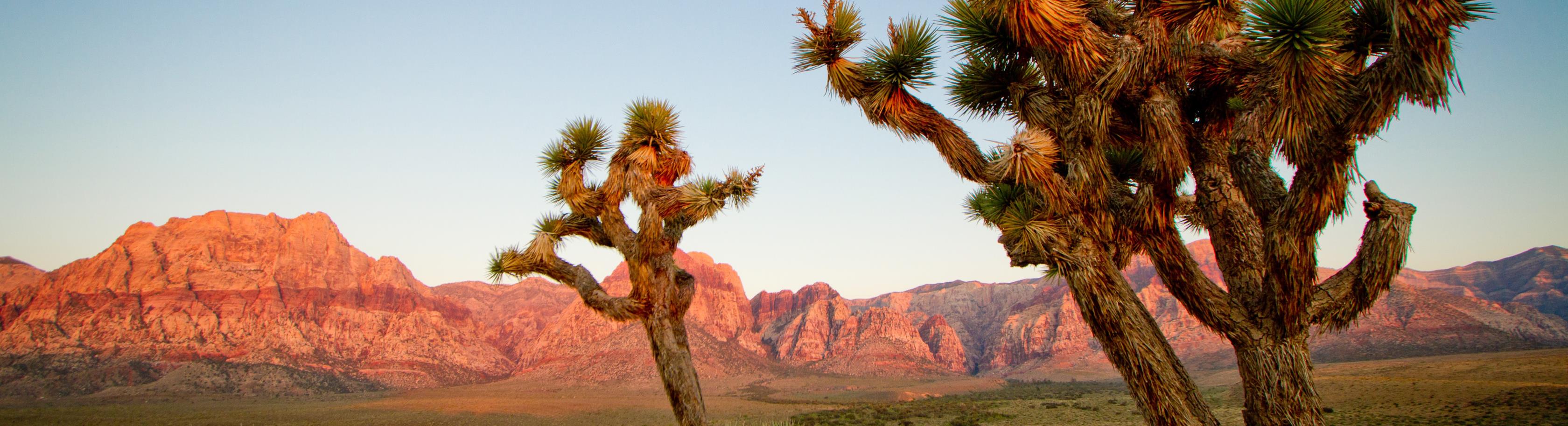 Joshua Tree landscape cropped